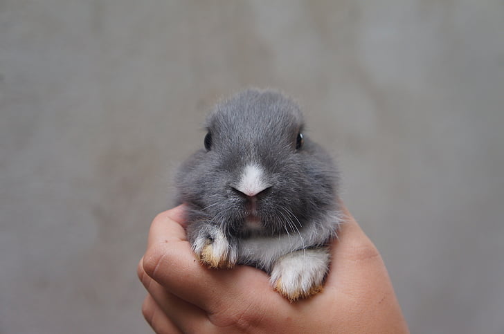 rabbit, cute, plush