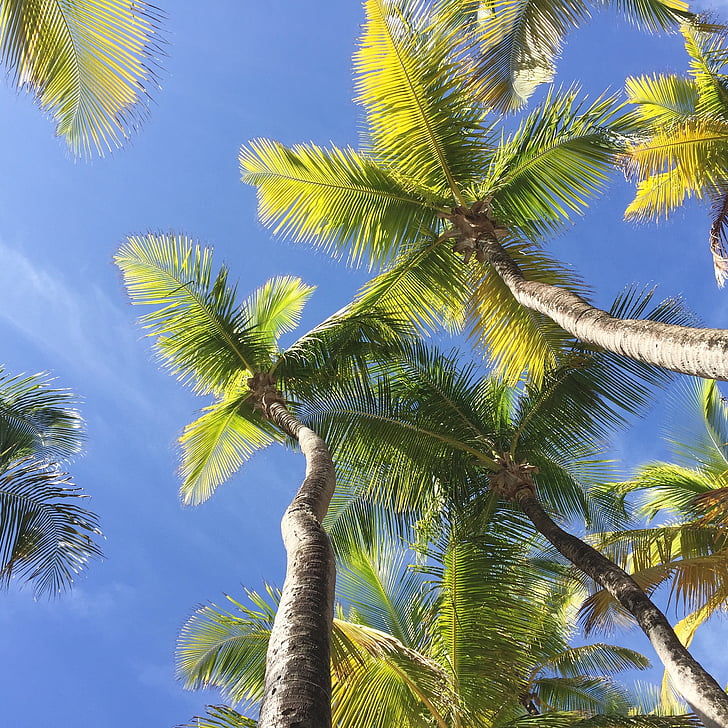 kokosové palmy, dovolená, za, pláž, Příroda, Tropical, slunce