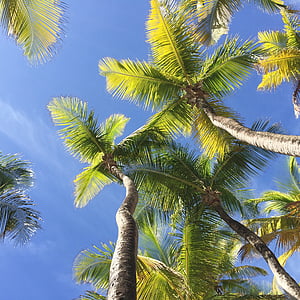 arbres de coco, vacances, per, platja, natura, tropical, sol