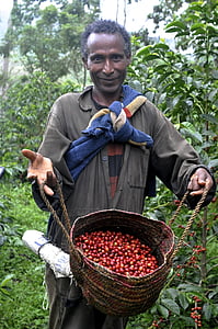 Ethio, koffie, boerderij, mannen, landbouw, buitenshuis, mensen