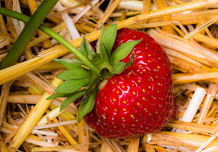 maasikas, puu, punane, puuviljad, Armas, toidu, suvel