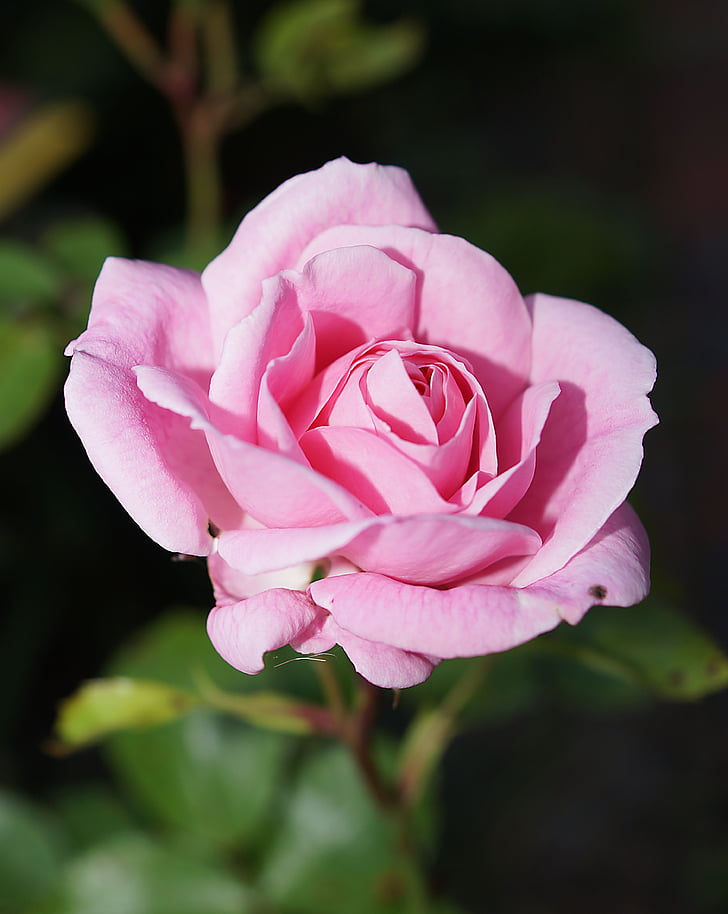 Rózsa, Blossom, Bloom, rózsa virágzik, rózsaszín, illat, szépség