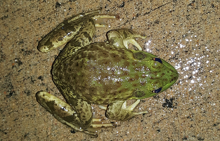 bullfrog, 미국의 bullfrog, 개구리, 수 륙 양용, 개구리의 다리, 쉰, 운