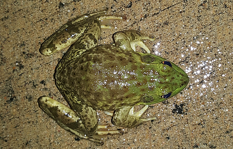 Bullfrog, Ameerika bullfrog, konn, kahepaiksed, Konnakoivad 's, käest, krooksumine