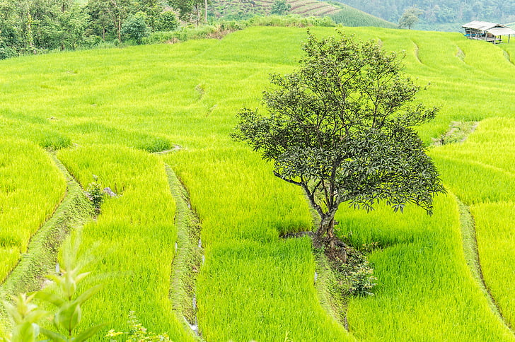 campo de arroz, Chiang mai, Tailândia, Paddy, agricultura, campo, fazenda