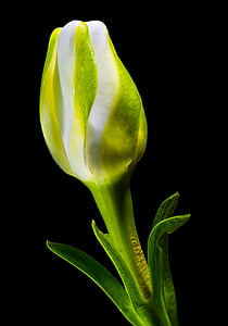 άνθος, άνθιση, λουλούδι, λευκό πράσινο