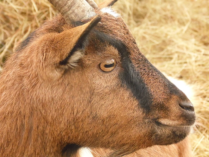 brown, goat, animal, nature
