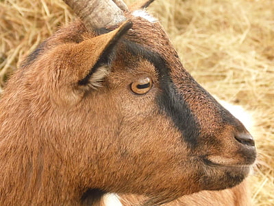 brown, goat, animal, nature