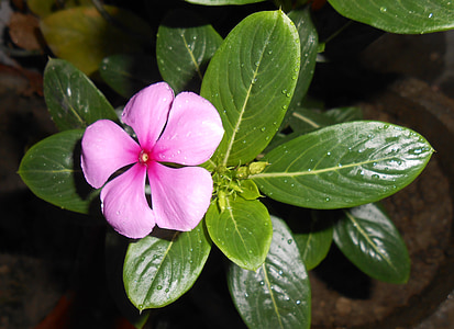 blomst, Madagaskar periwinkle, nityakalyani, indiske medicinplante, indiske, lægemidler, medicin