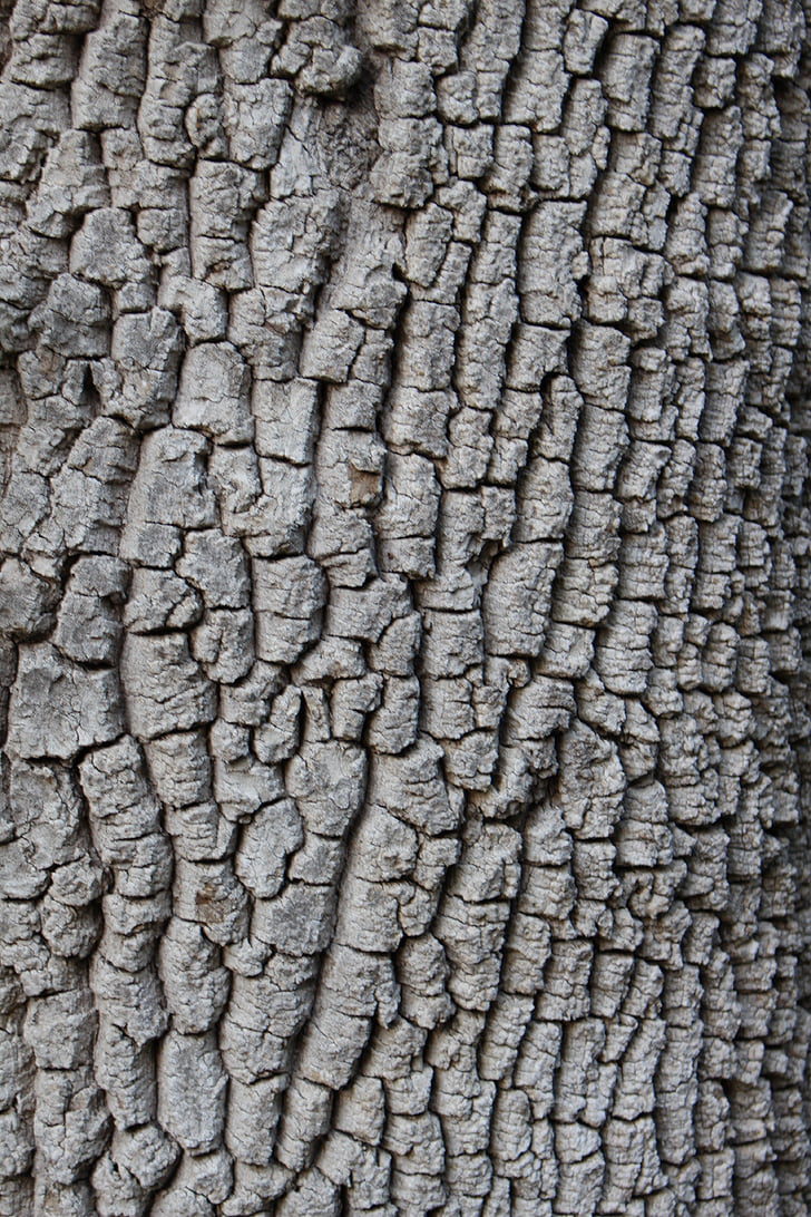 tree, bark, background, background is, desktop, texture, material