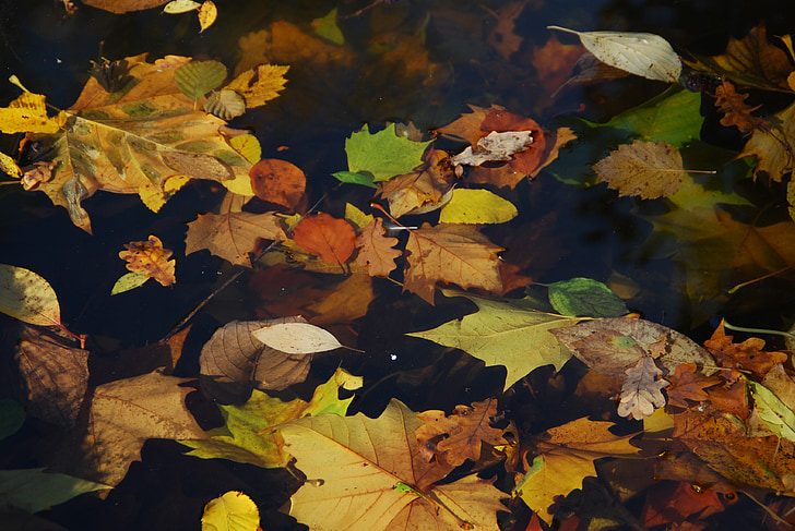 Herbst, Blätter, bunte, Herbstlaub, See, Wasser