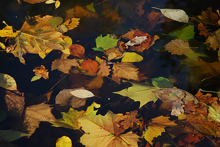 jeseň, listy, farebné, Lístie pádu, jazero, vody