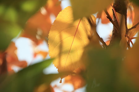 jeseni, padec listje, listi, listi v jeseni