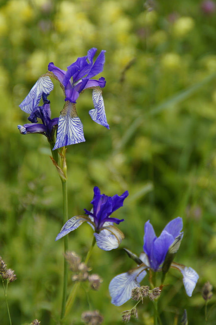 Siberian schwertlilie, crin, Iris, floare sălbatică, protejate, rar, stuf