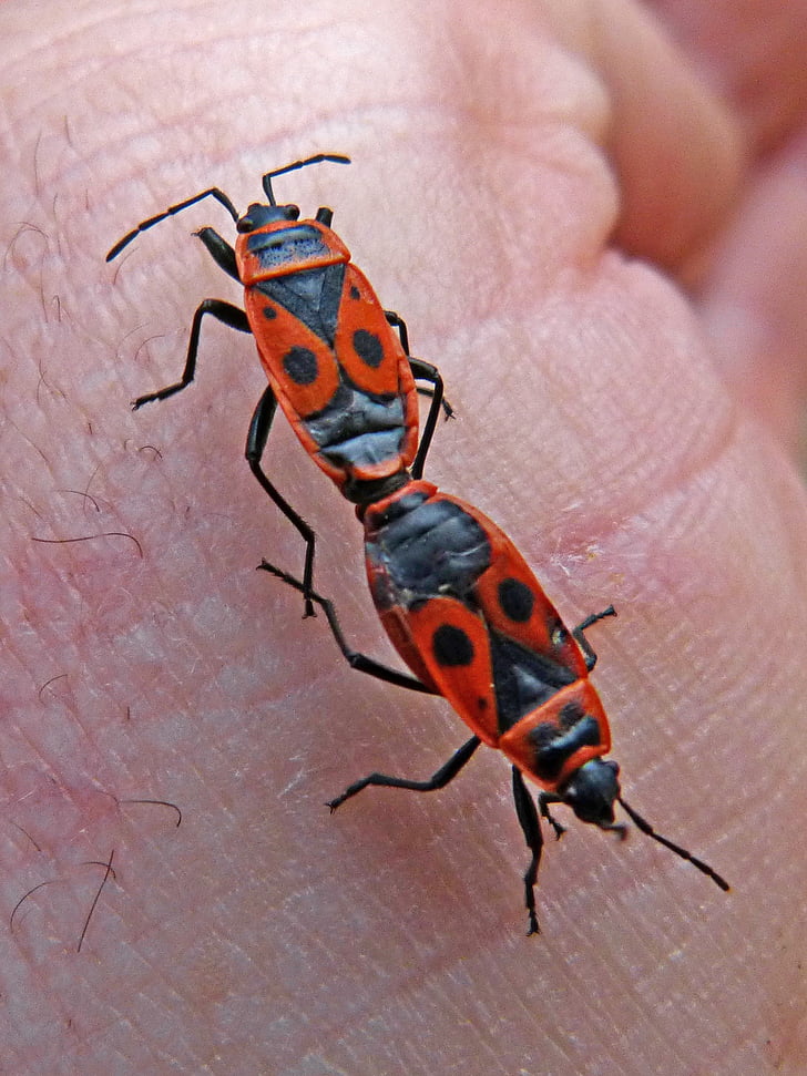 insekt, Coleoptera, reproduksjon, insekter mating, mating