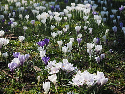 크 로커 스, 꽃, 봄, bühen, 하얀, 다채로운, 꽃
