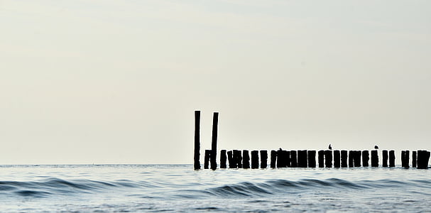 silueta, doc, piloni, ocean, în timpul zilei, plajă, păsări
