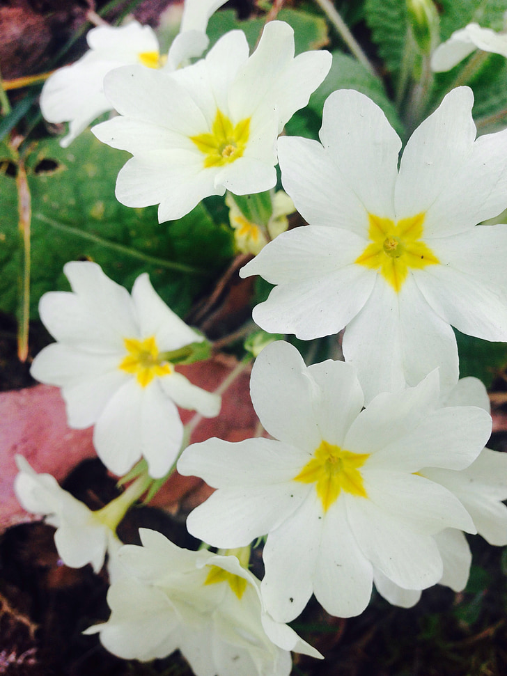 darń, biały, żółty, Wiesiołek, kwiat, Bloom, Primrose cieplarnianych
