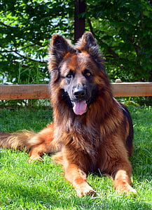 pes, Nemecký ovčiak, stráže, detailné, najlepší priateľ človeka, Domáce zvieratá