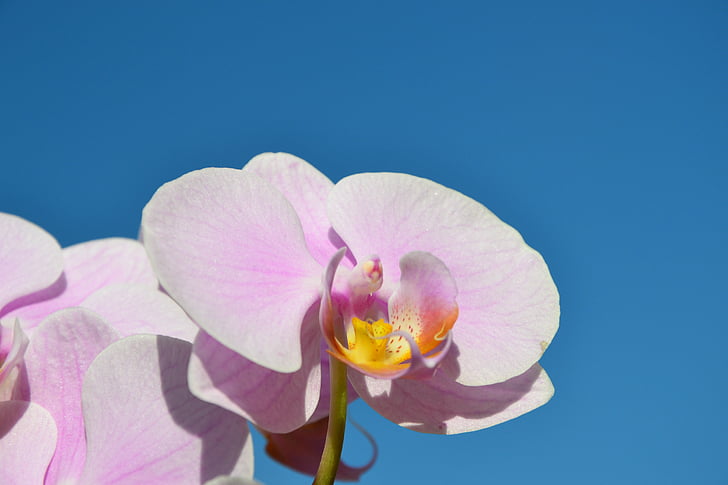 céu azul, orquídeas rosas, flor rosa, orquídea, natureza, cor-de-rosa, planta