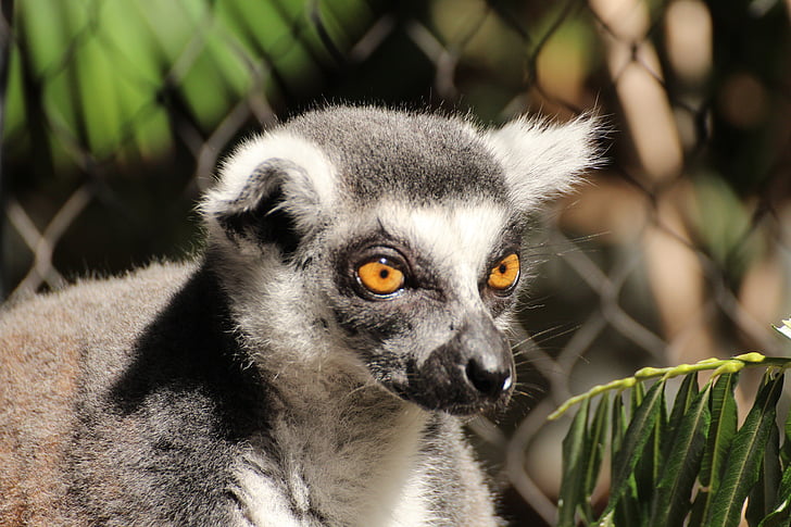 Lemur, dier, ring staart lemur, Lemur catta, soorten primaten, Lemuriformes, Madagaskar