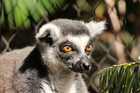 lemur, animal, ring tailed lemur, lemur catta, species of primate, lemuriformes, madagascar