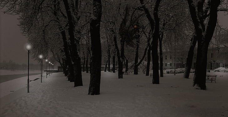 парк, зимни, студено, дърво, лед, сняг, тъмно