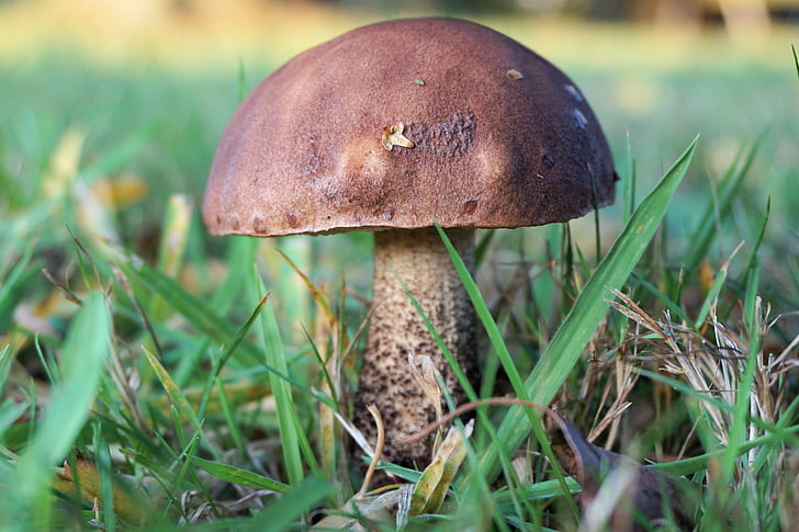 mushroom, forest, autumn, nature, mushroom picking, fungus, toadstool