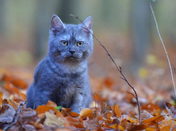 breed cat, cat, forest, nature, sweet