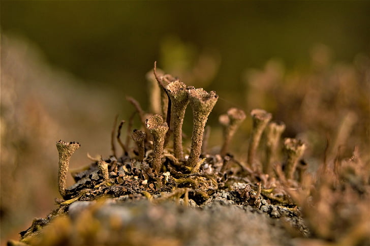 trumpet lichen, lichen, caldonia fimbriata, granite, stone, nature, the trumpet of