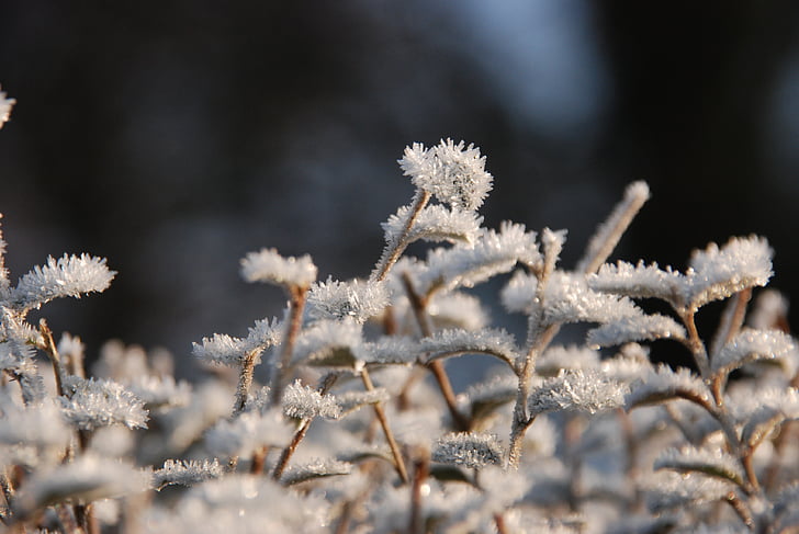 invierno, Frost, ze, hielo, madura, naturaleza, frío