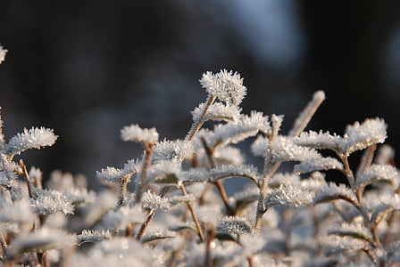 Vinter, Frost, ze, isen, moden, natur, kalde