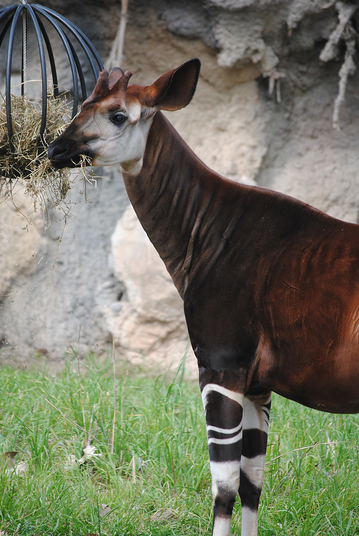 Okapi, marrone, animale, mammifero, fauna selvatica, bianco, selvaggio