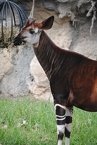 το Okapi, καφέ, ζώο, θηλαστικό, άγρια φύση, λευκό, άγρια