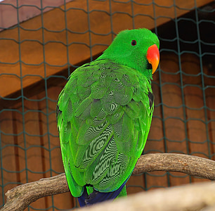 fugl, papegøje, farverige, grøn, natur, fjerdragt, farve