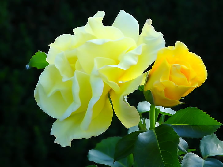 kvet ruže, Racibórz, Poľsko, žltá, Príroda