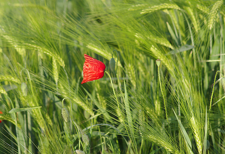 poppy, red, grasshopper, flower, corn, meadow, sky