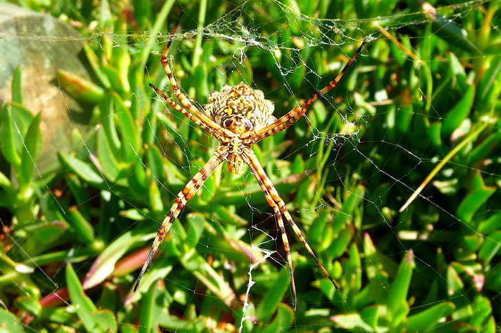 spin, Arachnid, spin op web, Close-up, spinnenweb, onderzijde van spin, planten