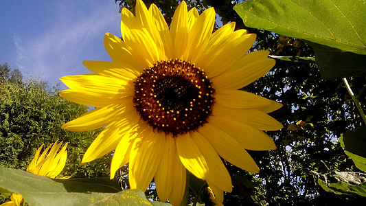 sunflower, flower, plant, yellow, flower of sunflower, summer, nature