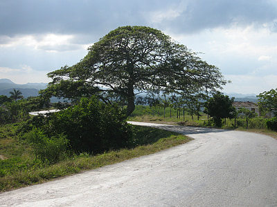 tree, cuba, landscape