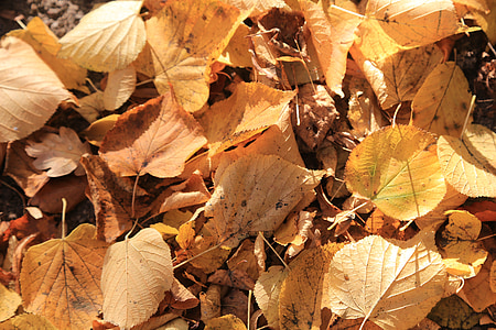 autunno, foglie, giallo, natura, autunno dorato, nuotare, foresta