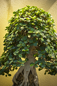 bonsai, tree, garden, miniature, ornamental, potted, plant