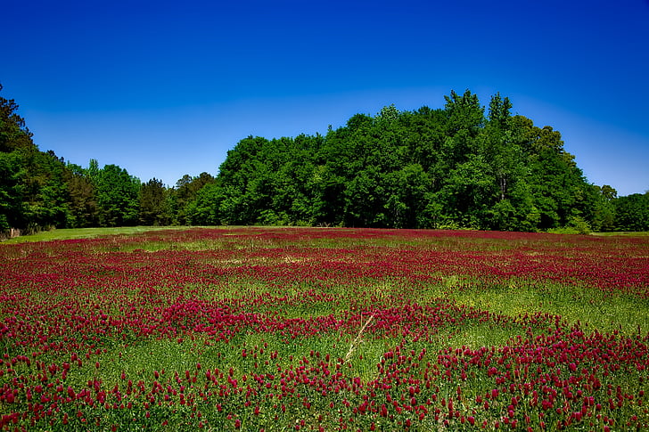 Alabama, virágok, növények, vadvirágok, idill, festői, a mező