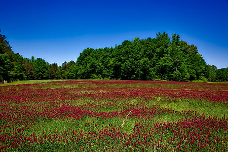 Alabama, fleurs, plantes, fleurs sauvages, idylle, pittoresque, domaine