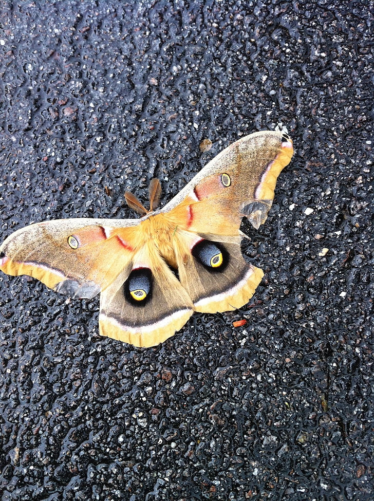 butterfly, moth, wings