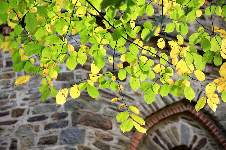 blade, træ, gren, væg, Murværk, efterår