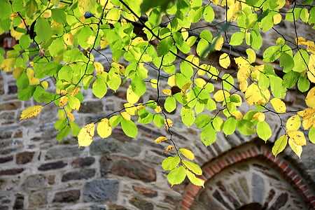 leaves, tree, branch, wall, masonry, autumn