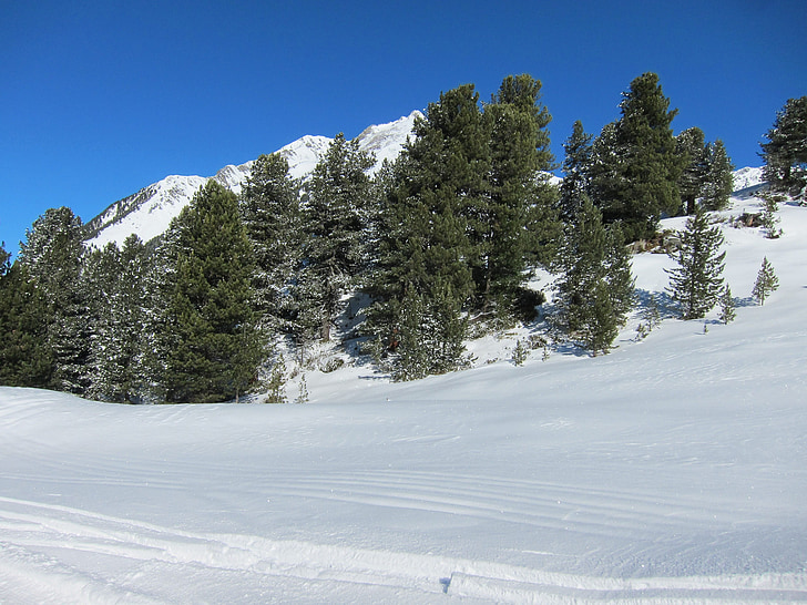 χειμωνιάτικο τοπίο, δάσος, χιόνι, πεύκο, κωνοφόρο, δέντρα, ίχνος σκι
