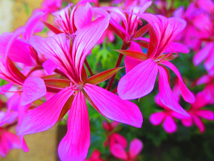 flower, pink flower, summer