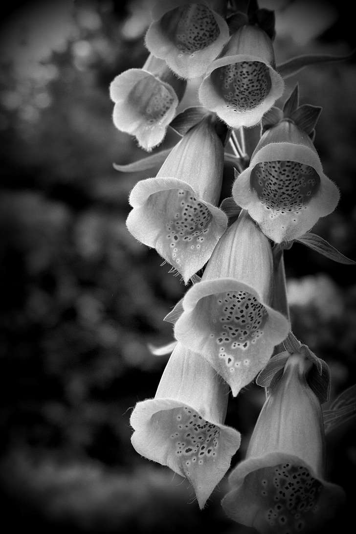 Fingerhut, Flora, Bell flower